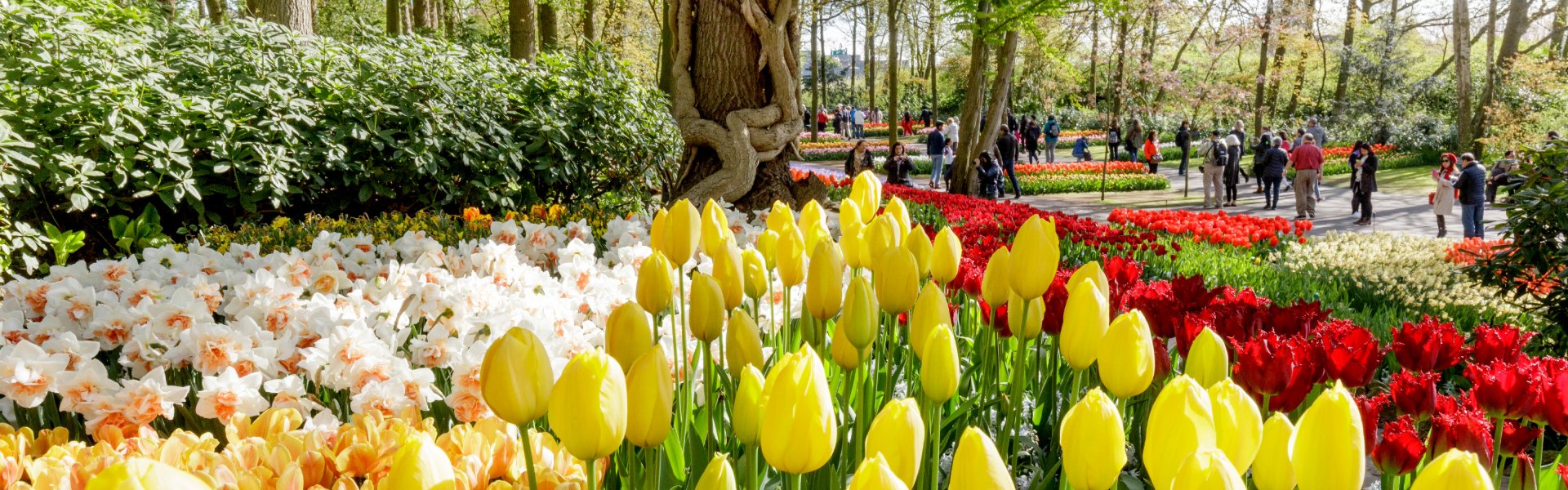 image-©-Keukenhof-Laurens-Lindhout-Rechtenvrij